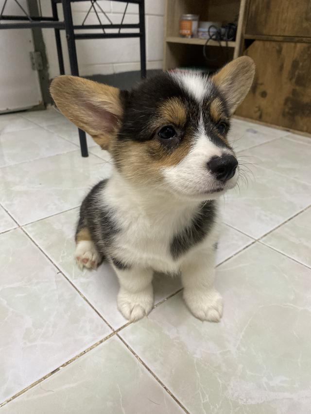 ลูกสุนัขคอร์กี้ 3 สี พร้อมย้ายบ้าน