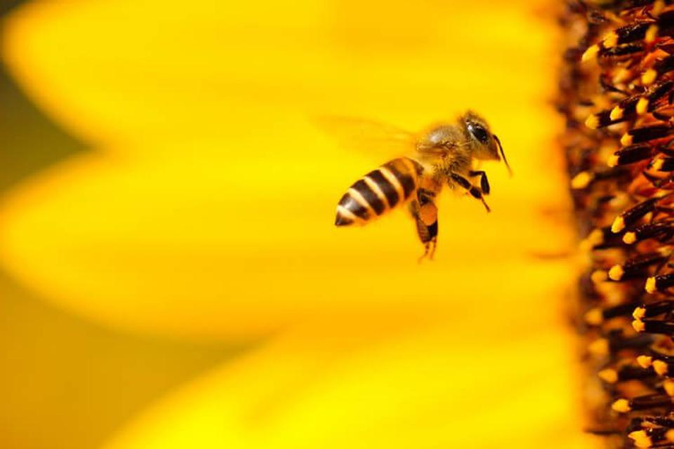 ประโยชน์เกสรผึ้ง ดีอย่างไรต่อสุขภาพ 3