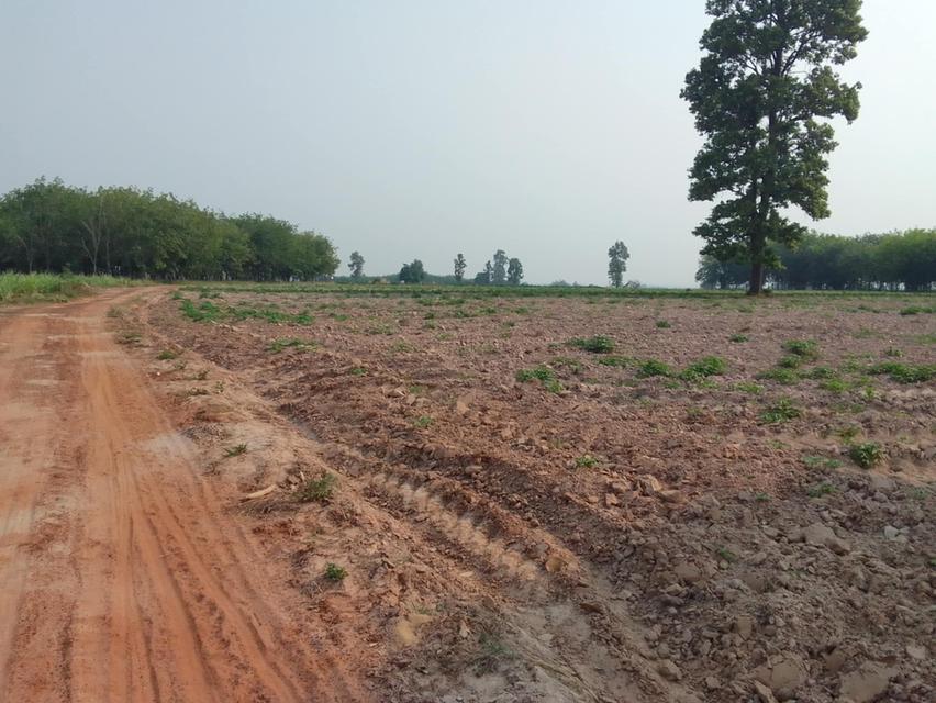 ขายด่วน ❗ที่ดิน 13 ไร่ พร้อมโฉนด ติด อ.หหนองหาน จ.อุดรธานี 6
