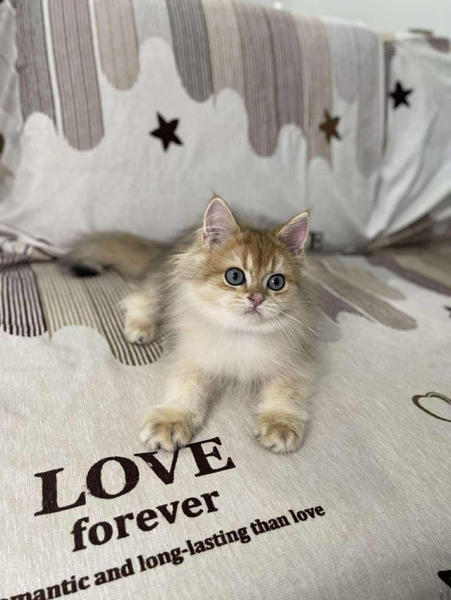 British Longhair WCF