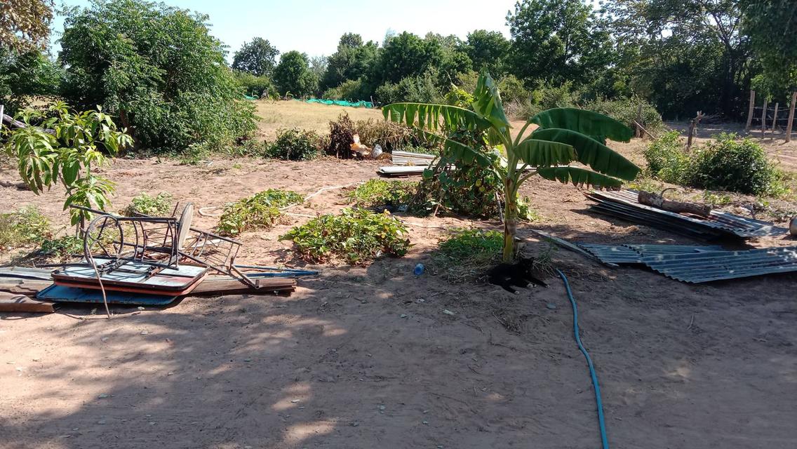 ขายที่ดิน อ.ขามทะเลสอ จ.นครราชสีมา โทร.0816121774 2