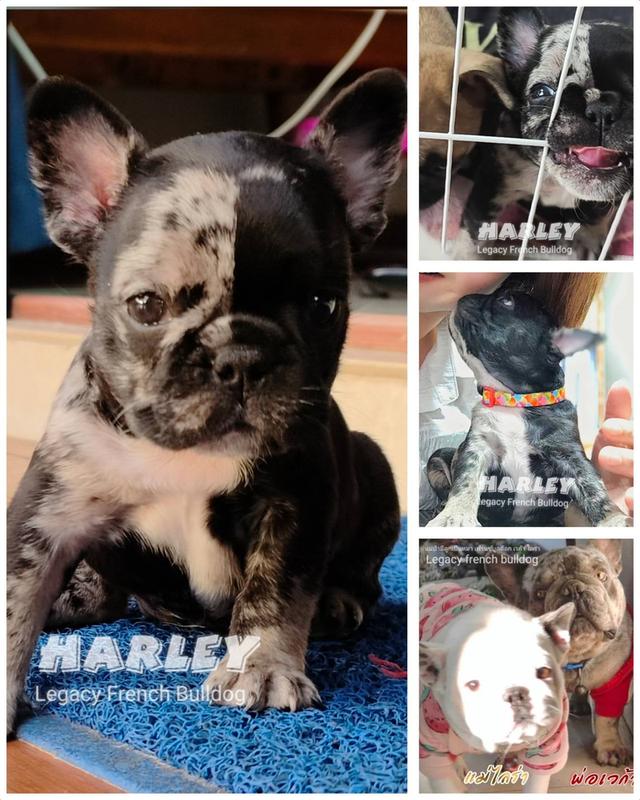 Harley, Exotic French Bulldog, black merle, rare color