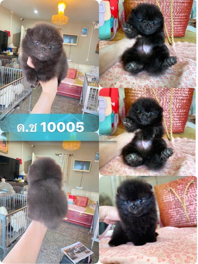 ปอมเมอเรเนียนแท้  5