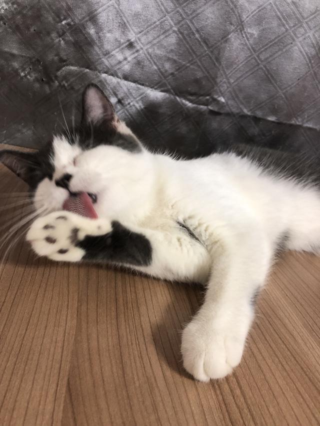 น้องแมวพันธุ์ อเมริกันเคิร์ลผสมหิมาลายัน เพศเมีย ( สี เทา ขาว )