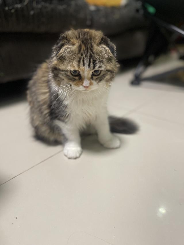 แมวสามสีนำโชค(หญิง3เดือน)เกิด9/9/68 7