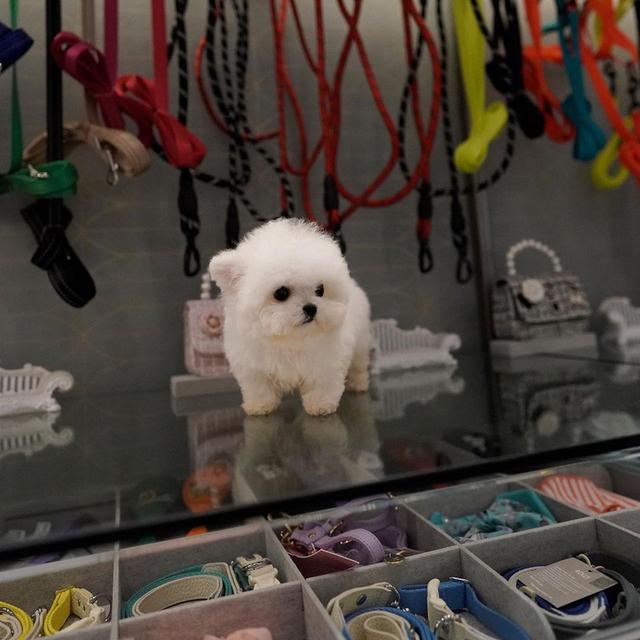 Toy Bichon Frise Puppies WhatsApp me : +66 63 826 3042