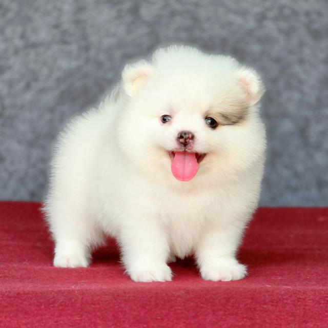 Pomeranian เพศผู้น้องซีม่อน 4