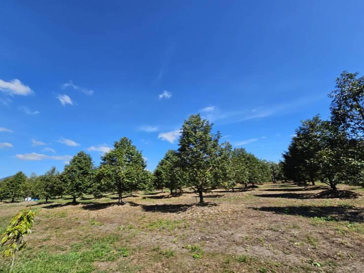 ขายสวนผลไม้ อำเภอขลุง  จันทบุรี พร้อมให้ผลผลิต 3