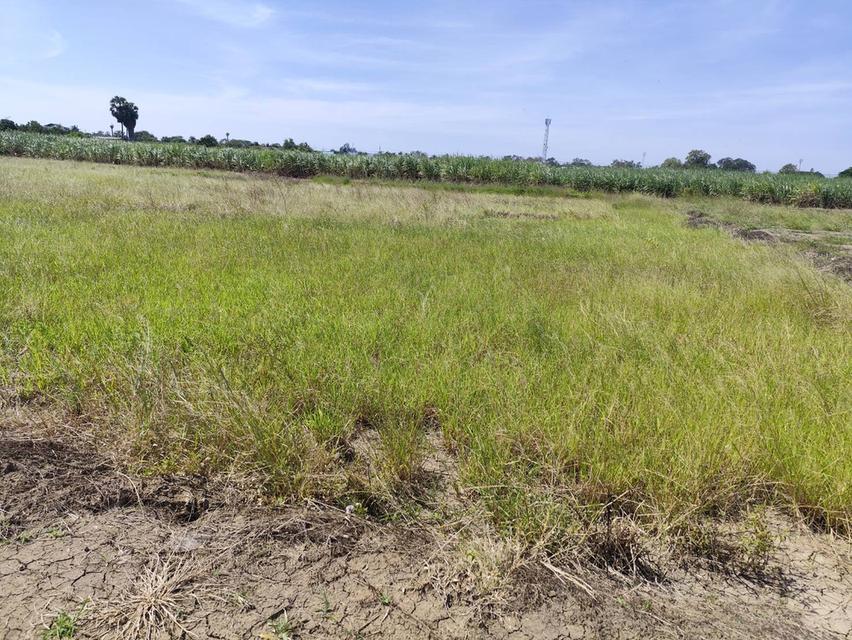 ขายที่ดิน  ใกล้ ม.เกษตรศาสตร์ ขายที่ดินเปล่า แปลง 1-9 ไร่แปลงสวย อากาศดี มีบ่อน้ำใส แบ่งได้ ที่ใกล้หอพัก นกฮูกเก้า ม. เกษตร กำแพงแสน นครปฐม 6