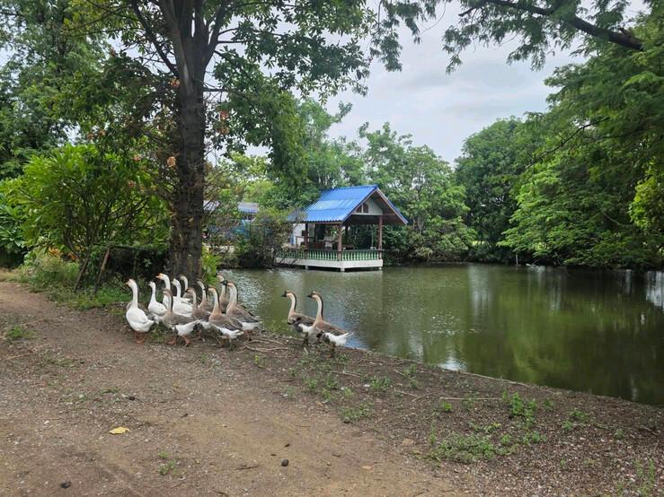 ขายกิจการ "โรงกลั่นสุราภูเถา" สุราพื้นบ้านมาตรฐานส่งออก พร้อมที่ดิน 26 ไร่ และ Know-How จากผู้เชี่ยวชาญ ที่คิดค้นพัฒนาต่อยอดมากว่า 10 ปี 11