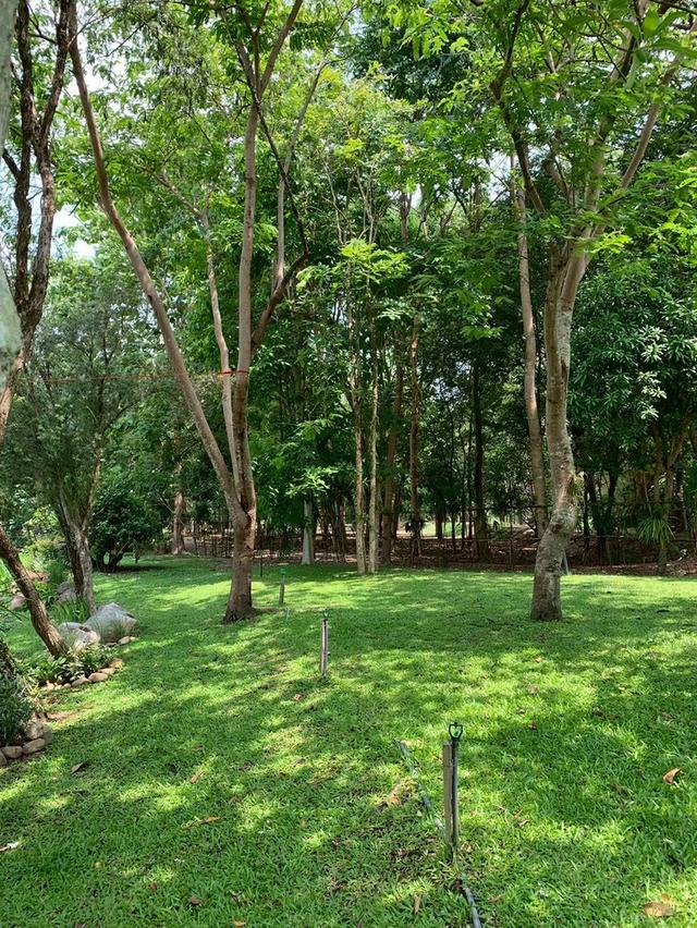 ขายที่ดินพร้อมสิ่งปลูกสร้าง บ้านไม้สักพร้อมสวน 20 ไร่ 2 งาน 59 ตร.ว. ทิศใต้ติดเนินเขา ชะอม แก่งคอย สระบุรี 9