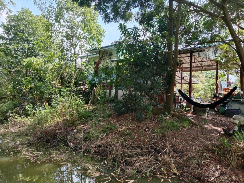 ขายบ้านสวน2ไร่ คลองหก คลองหลวง ปทุมธานี เส้นเดียวกับ ม.ราชมงคลคลองหก 14