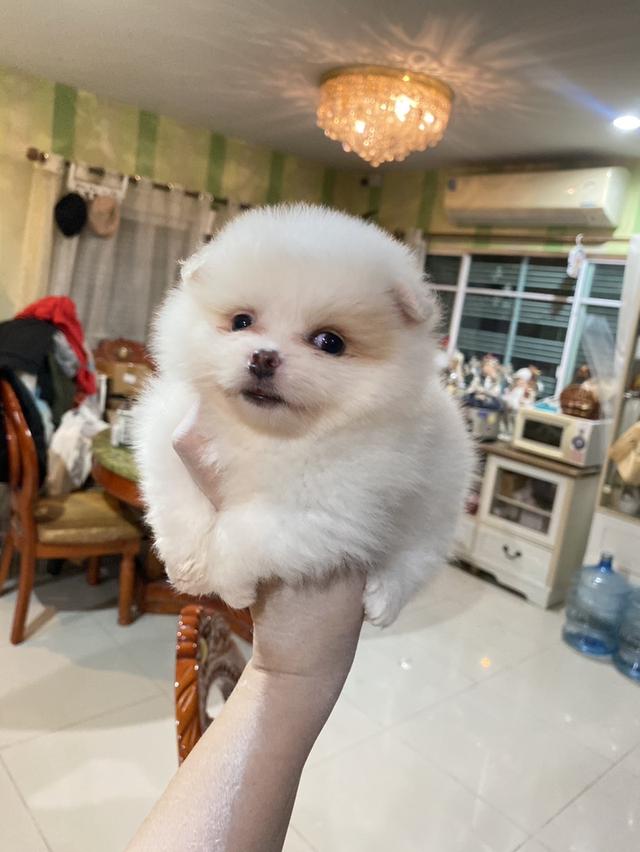ลูกปอมเมอเรเนียนแท้ พร้อมย้ายบ้าน  3