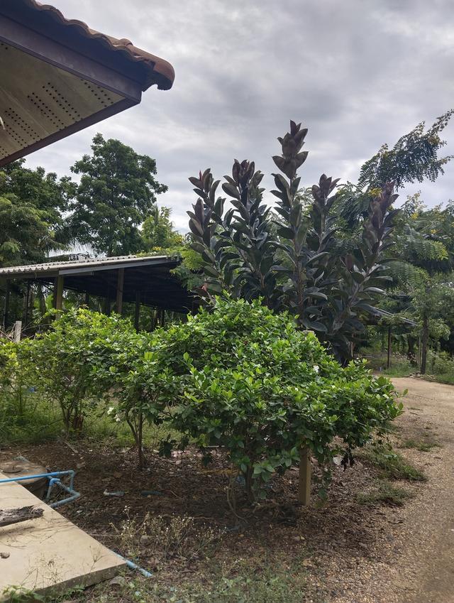 บ้านสวนสวยร่มรื่น ศรีประจันต์ สุพรรณบุรี 10