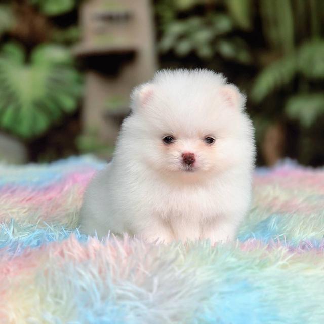 ปอมเมอเรเนียนแท้ เพศผู้ ทีคัพ รูปที่ 8