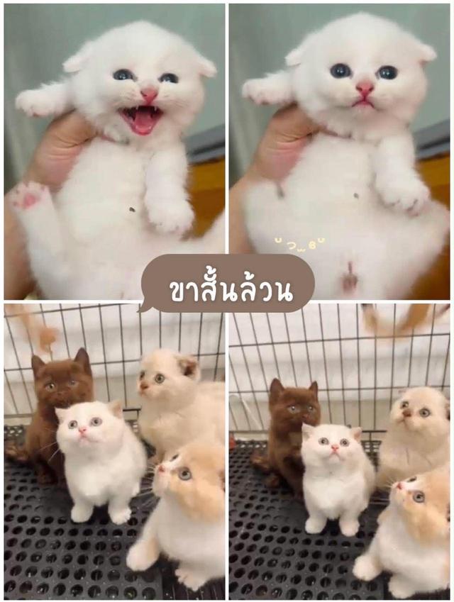 แมวมัช์กิ้นขาสั้น ลดประชด 25,000ทุกคน มารับเองดลดได้พิเศษ รูปที่ 3
