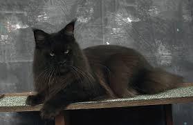 แมวเมนคูนสีดำ
