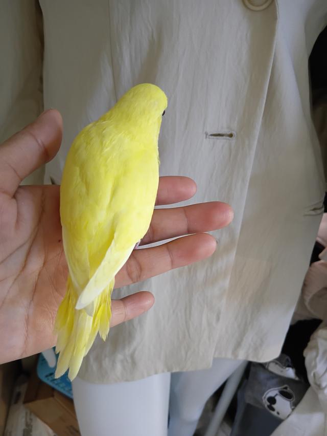 นกหงส์หยก สีเหลืองเข้มลูติโน่ ละมุนแก้มขาว สีสูงหายาก เพศเมีย วัยเจริญพุนธ์ รูปที่ 18
