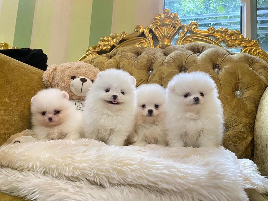 ลูกสุนัขปอมเมอเรเนียนแท้ พร้อมย้ายบ้าน จัดส่งฟรี