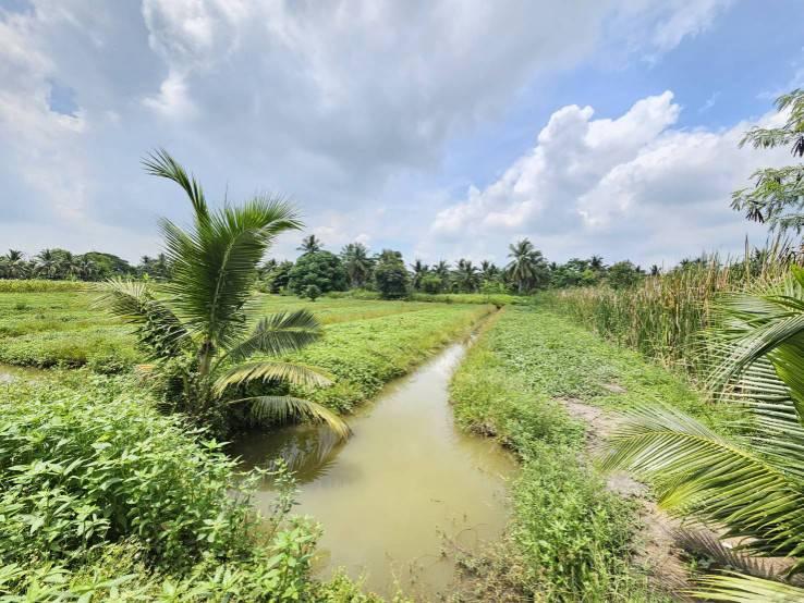 ขายที่ดินเปล่า แปลงสวย ซอยโรงช้อน หนองเสือ ปทุมธานี 6
