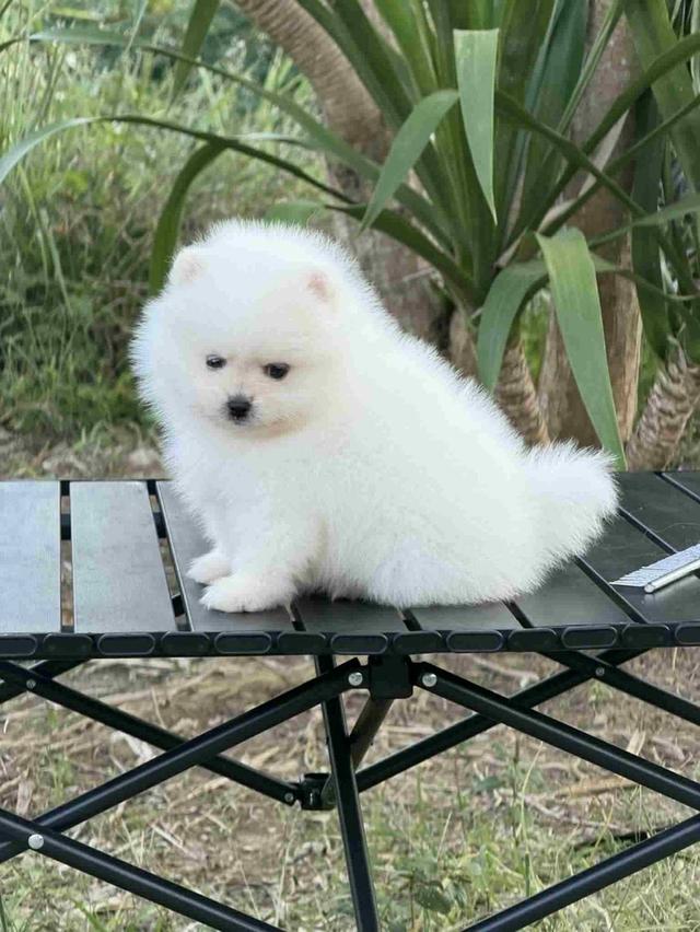 ปอมเมอเรเนียนแท้ สีขาว เพศผู้ พิกัดรามอินทรา 7