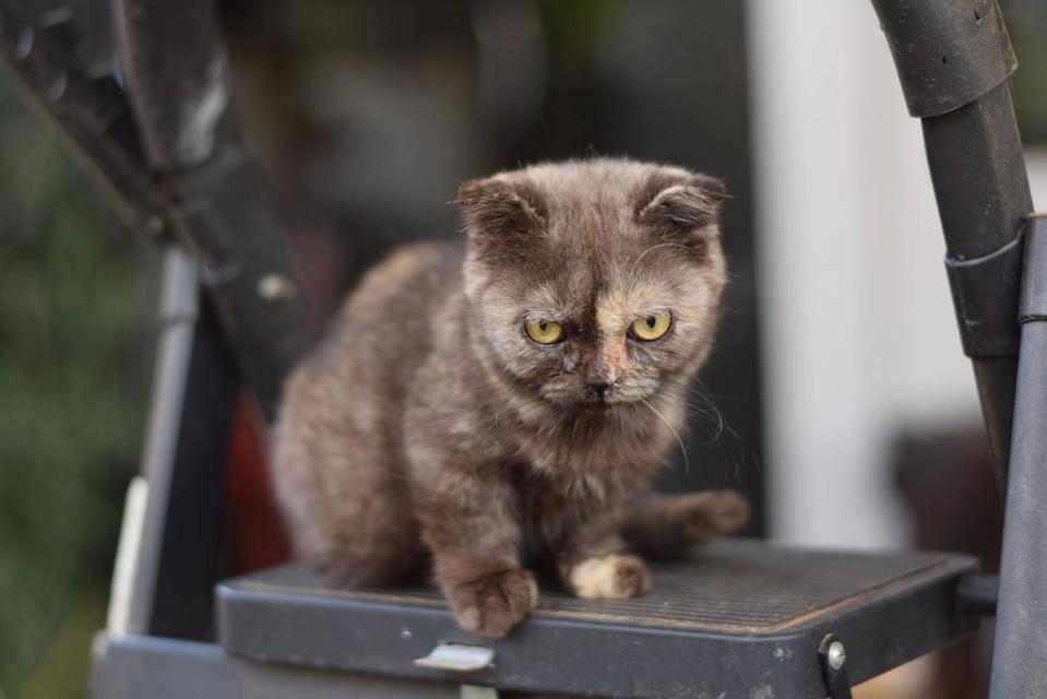 3.แมวมันช์กิ้น/เพศเมีย หาบ้าน Munchkin Cat/Female looking for a new home 2