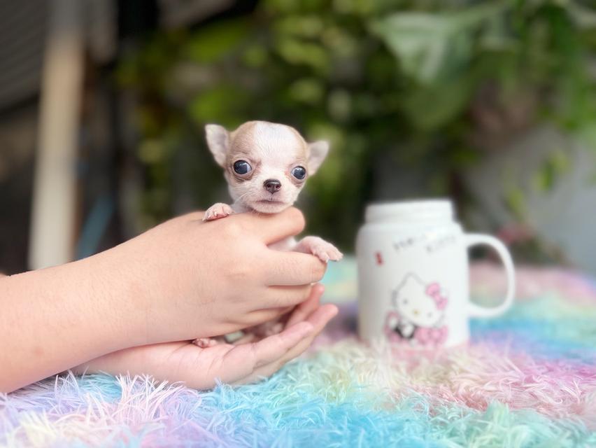 ชิวาวาแท้ขนสั้น เพศผู้ 7