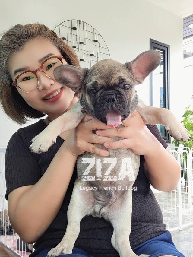 ZIZA สุนัขเฟรนช์บูลด็อก เพศผู้ สีเซเบิล 10