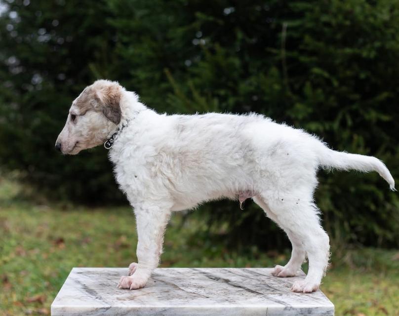 สุนัข Borzoi ราคาเบาๆ 5