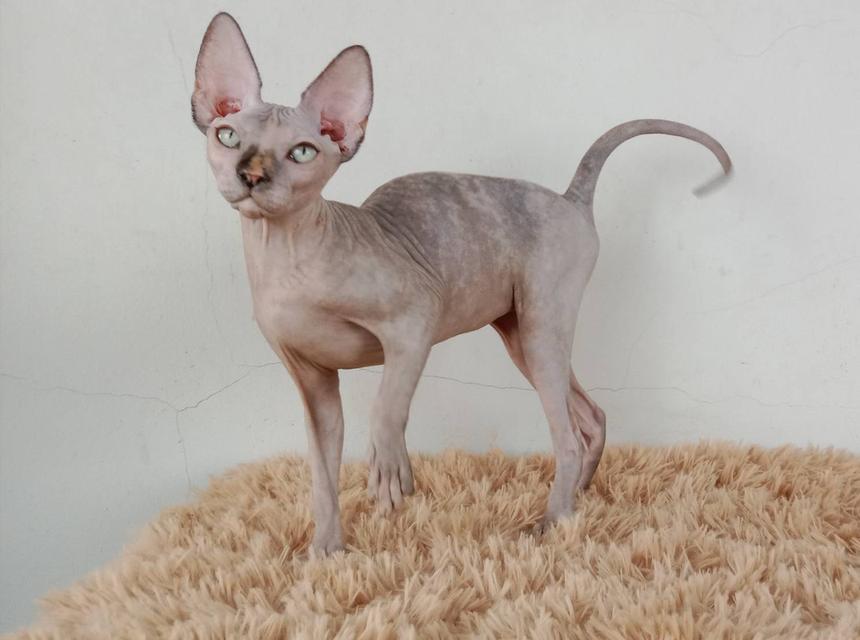 3.แมวสฟิงซ์/เพศเมีย หาบ้าน Sphynx Cat/Female looking for a new home 4