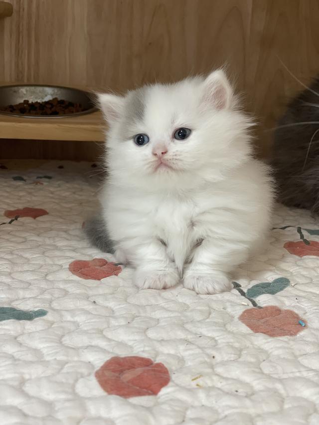 แมวขาสั้น 2