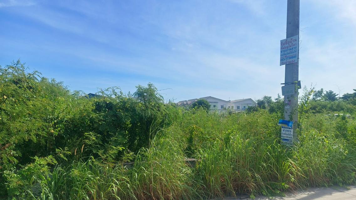 ที่ดินเปล่า หนองตำลึง จ.ชลบุรี 2