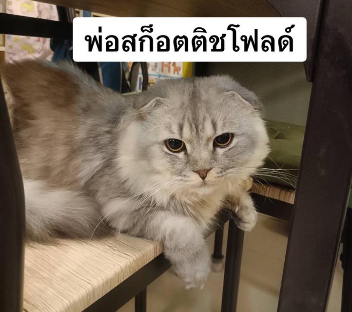 แมวบ้านนี้ขี้อ้อน(เด็กชาย3เดือน) พร้อมย้ายบ้าน รูปที่ 9