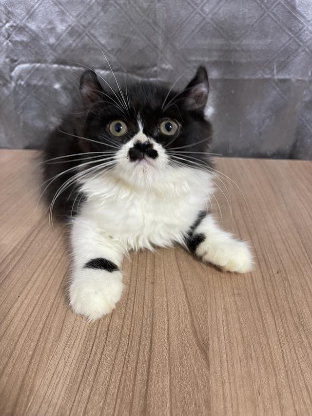 คนขายเลี้ยงเองครับ น้องแมวพันธุ์ อเมริกันเคิร์ลผสมหิมาลายัน เพศหญิง ( บิน )