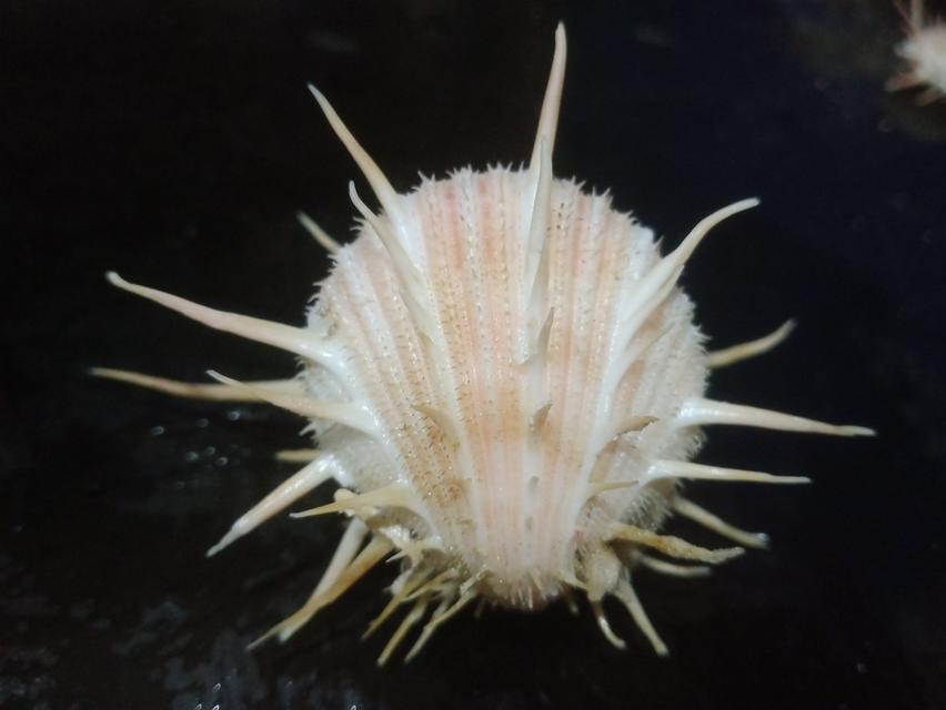 เปลือกหอยสวยงาม สระสม รูปที่ 4