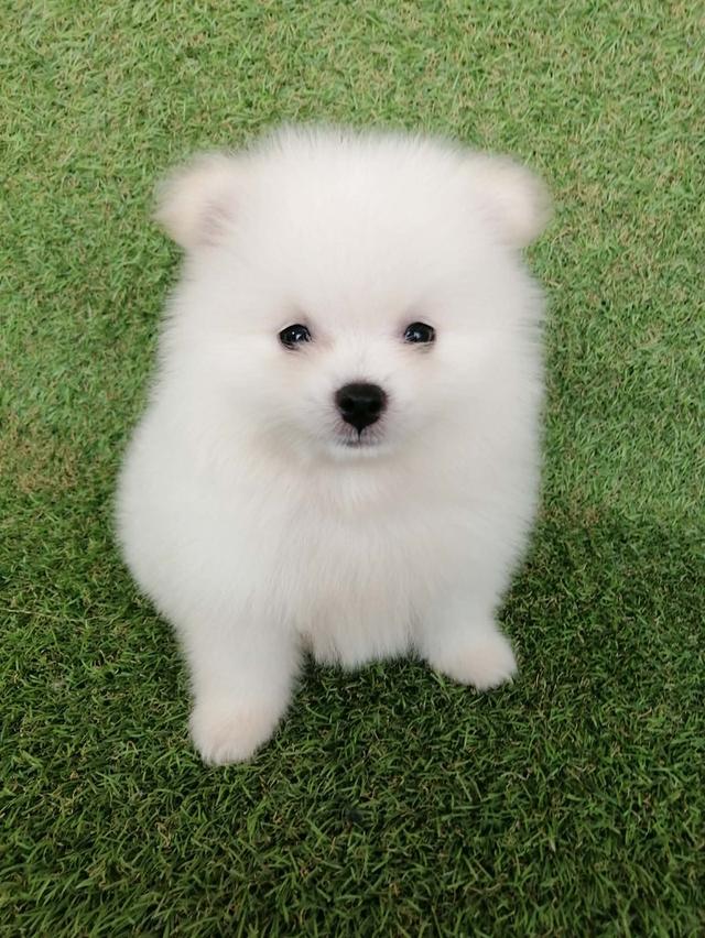 ปอมเเท้ เพศผู้ สีขาวครีมอ่อน พร้อมย้าย