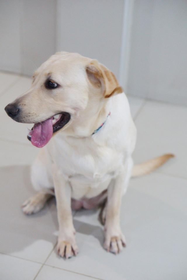 น้องแฮปปี้ พันธุ์ลาบาดอว์1ปี 6