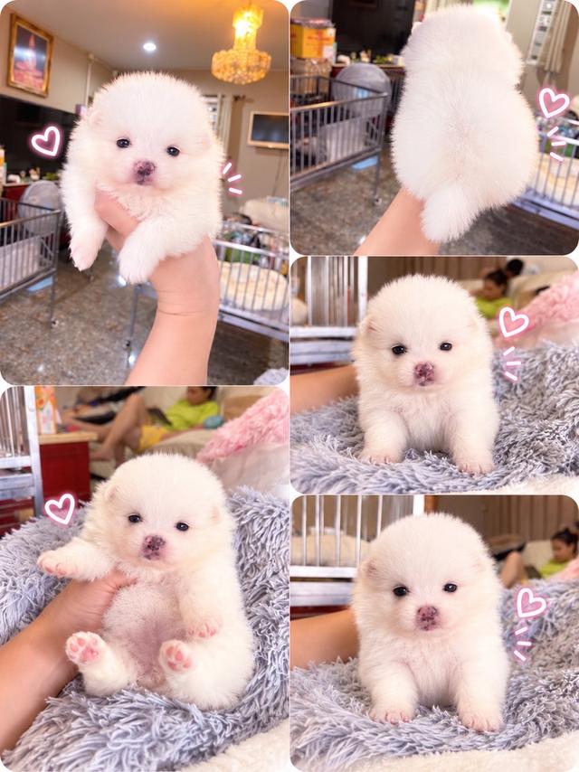 ลูกปอมเมอเรเนียนแท้ มีบริการจัดส่งทั่วประเทศ รูปที่ 7