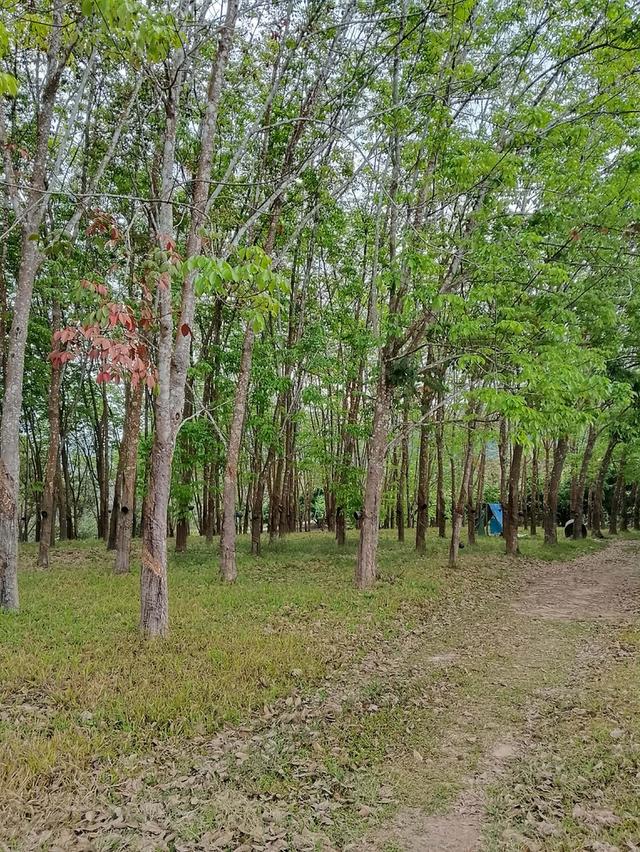 ที่ดิน สวนยาง 3 ไร่ 1งาน 60ตรว 4