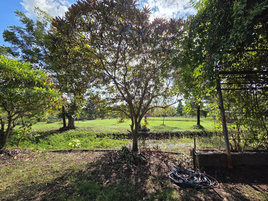 ขายที่ดิน 14 ไร่ แบ่งแปลงแล้ว สามพร้าว 10