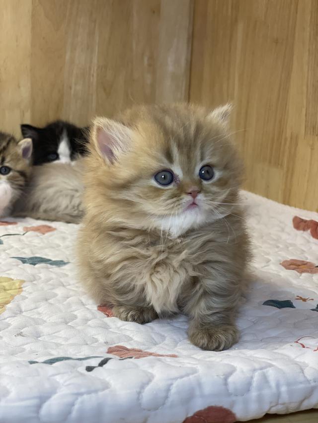 แมวมันช์กิ้น ขาสั้น เพศหญิง รูปที่ 8