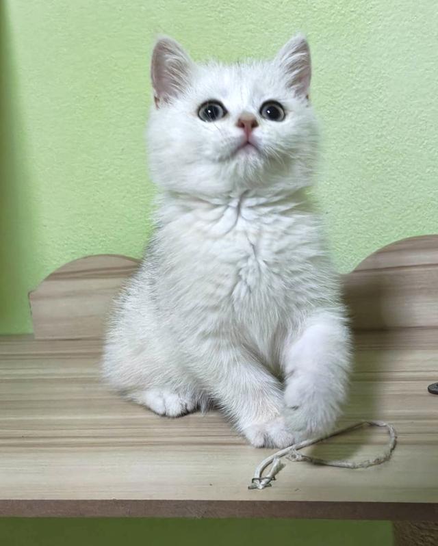 แมวบริติช British shorthair