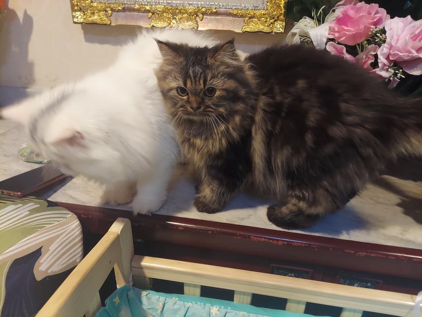 Cat for sell 7
