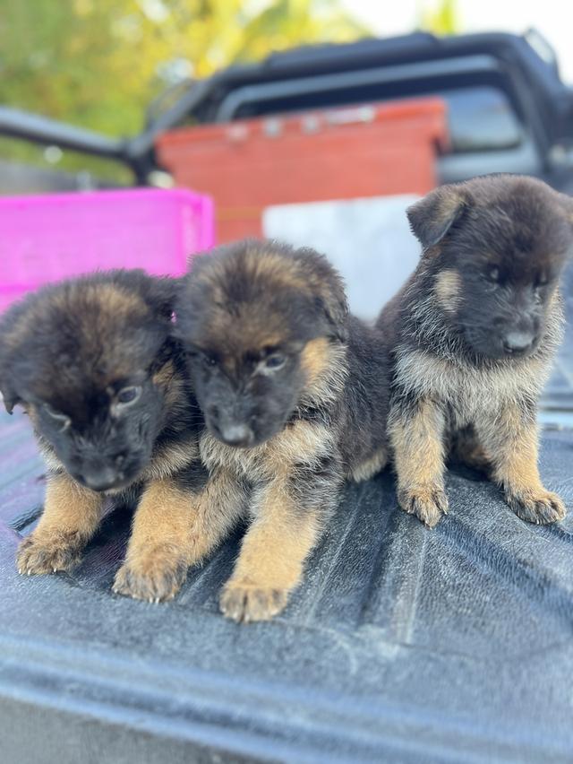 ลูกสุนัขอาเซเซี่ยนเพศเมีย