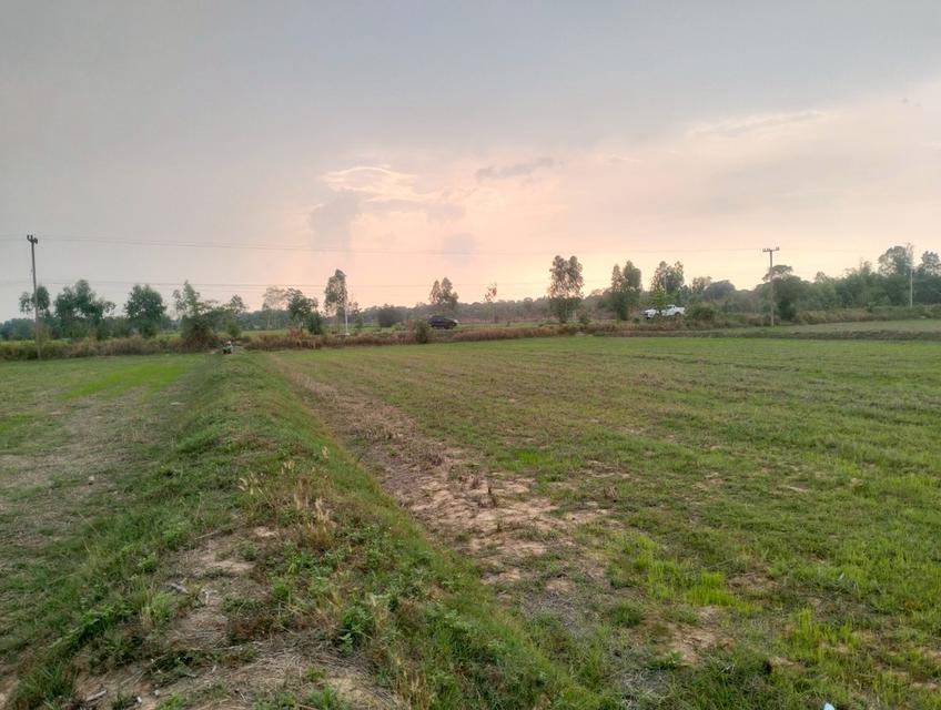 ขายที่ดิน8ไร่ ติดถนนทางเข้าบ้านสังคม ต.หลักเหลี่ยม อ.นามน จ.กาฬสินธุ์