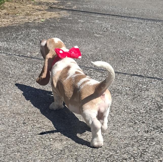 บาสเซ็ตฮาว์ดใบเพ็ดสมาคมพัฒนาพันธุ์สุนัข 9