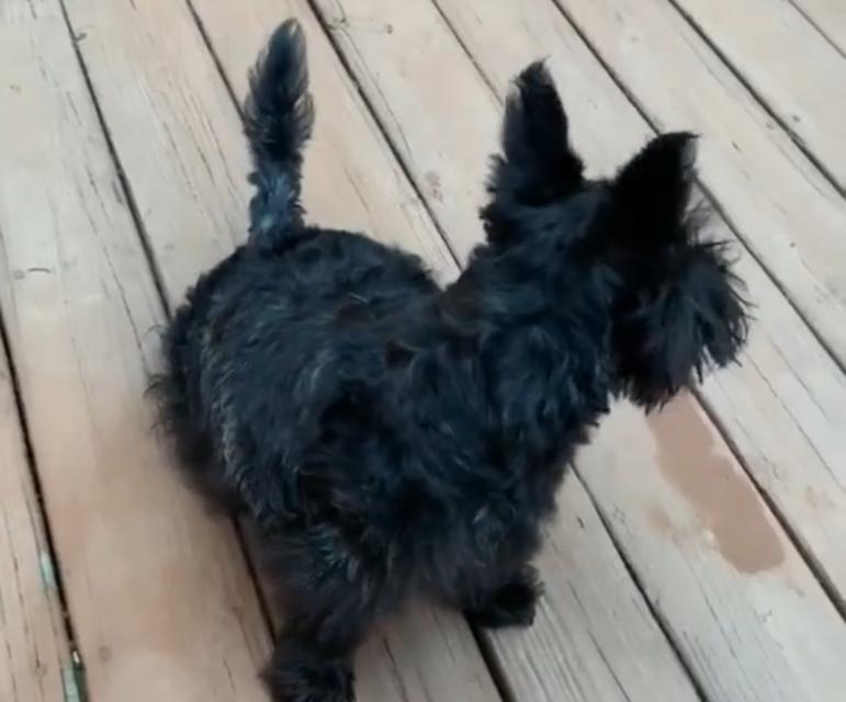 พร้อมปล่อยน้องหมา Scottish Terrier 2