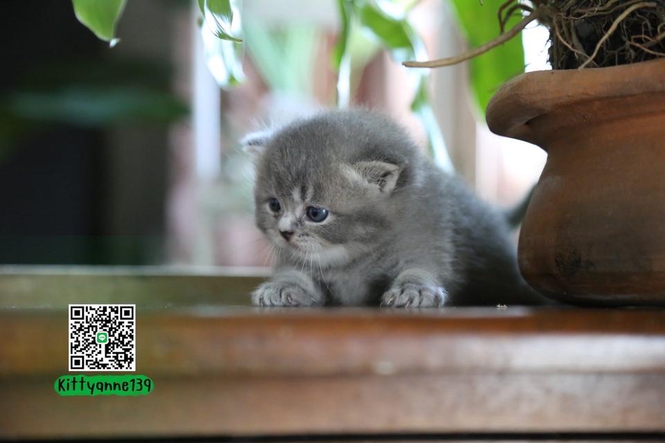 แมวเปอร์เซียผสมบริติช รูปที่ 5