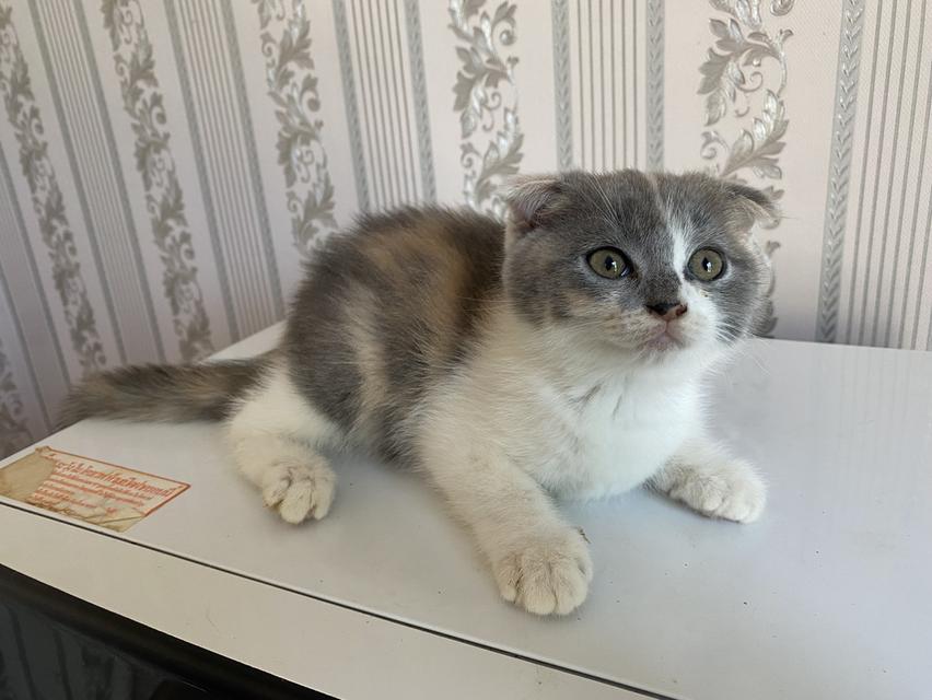 แมวสก็อตติสแท้ 100% ผญ หูพับ 7