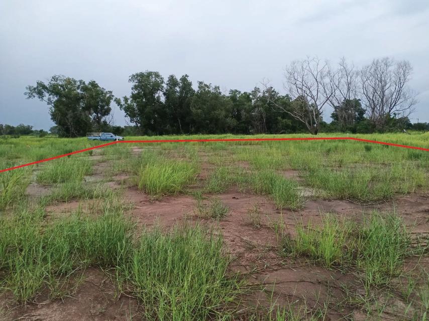ขายด่วน! ที่ดิน จ.นครนายก คลอง16/ที่ถมแล้ว (เจ้าของขายเอง) 2